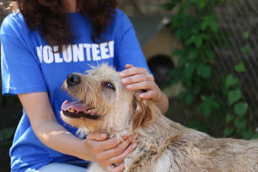 volunteer takes a dog for rehoming