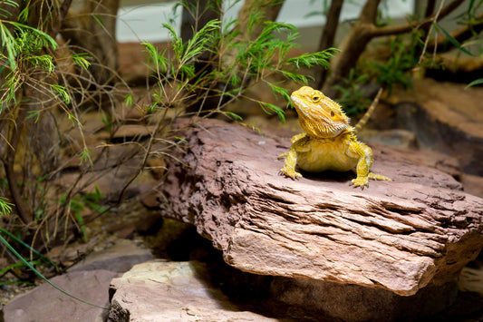 A reptile sitting on the substrate of his enclosure