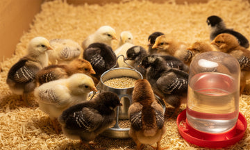 Brooder Basics: From Day-Old Chicks to Coop-Ready Pullets