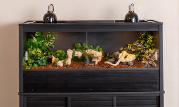 Winter Humidity & Heat: Keeping Tropical Reptiles Stable Indoors