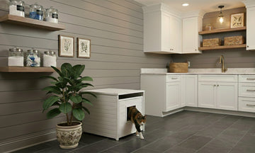 Litter Box Science: Odor Control & Placement That Cats Actually Use