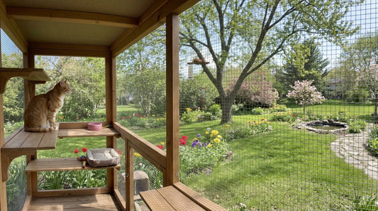 Spring Catios: Safe Outdoor Time for Curious Cats