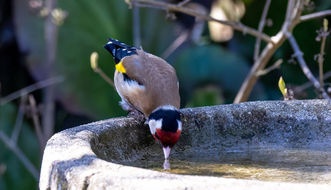 Hydration for Wild Birds: Maintaining Clean Water Sources
