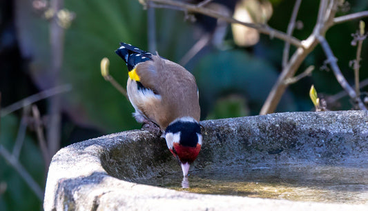 Hydration for Wild Birds: Maintaining Clean Water Sources
