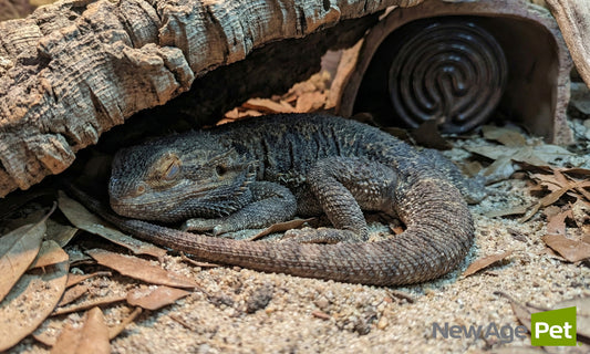 🦎 Reptile Hibernation 101: Preparing Your Pet for Winter Rest