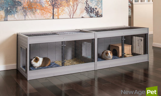 Cozy Cavies: Setting Up the Perfect Guinea Pig Habitat