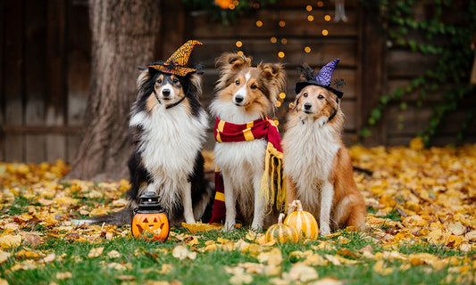 Pet Costume Ideas: Dressing Your Pets for Halloween