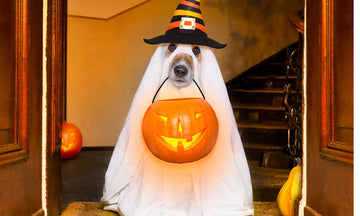 Halloween Safety: Keeping Your Dog Safe Around Treats