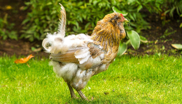 Molting Season: How to Care for Chickens During Feather Loss