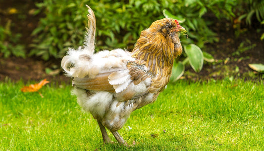 Molting Season: How to Care for Chickens During Feather Loss