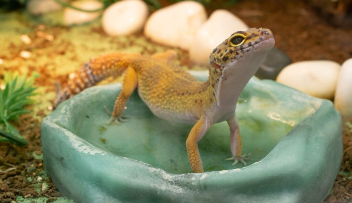 Handling Heat Waves: Ensuring Your Reptile’s Comfort in Hot Weather ... - Tips For Feeding Reptiles In Hot Weather