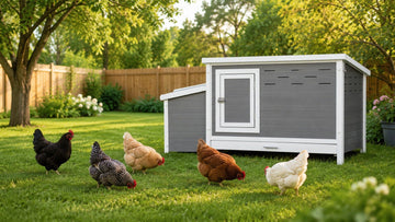 Predator-Proofing Your Coop for Long Summer Days & Nights