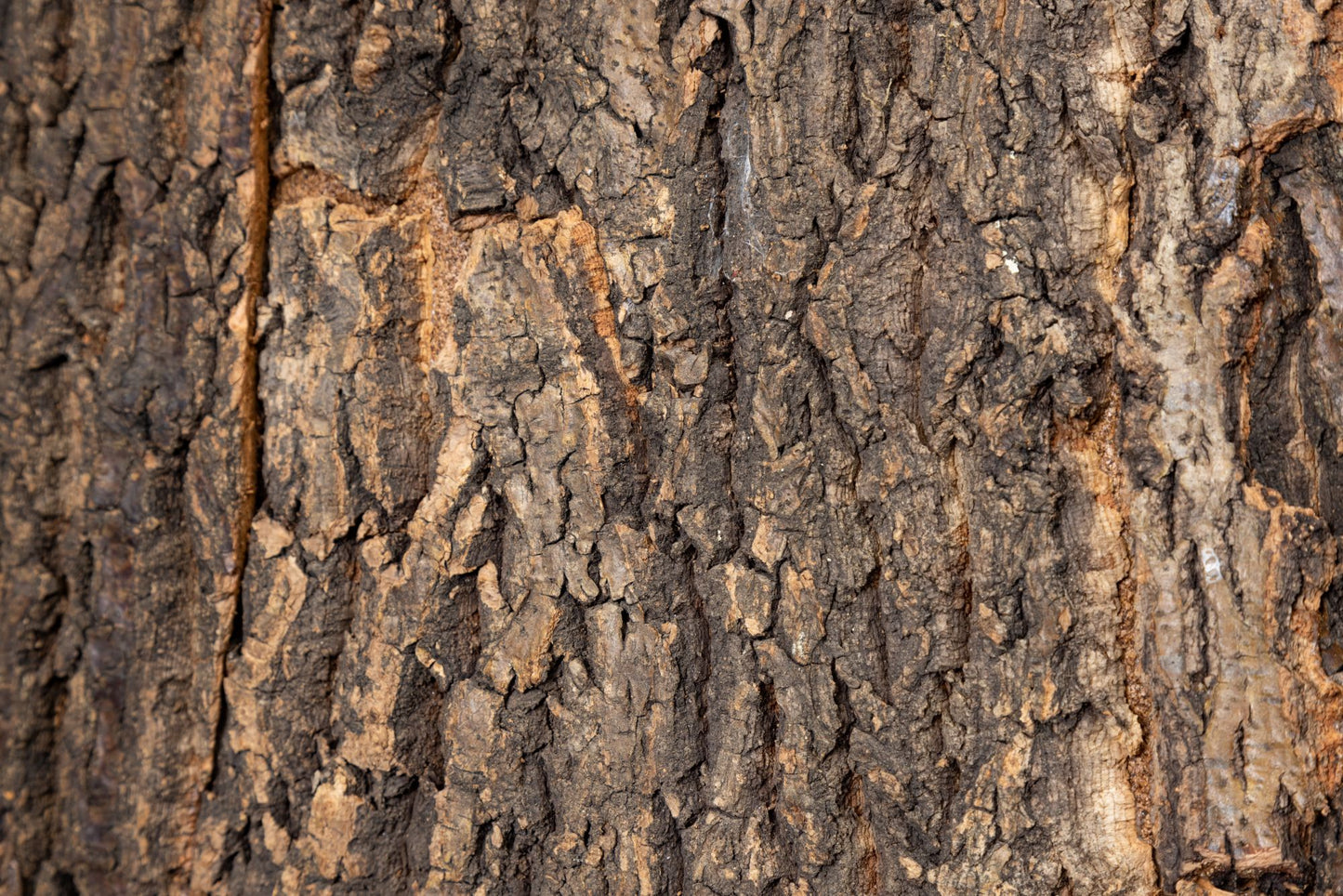 Cork Background for Mojave Reptile Lounge