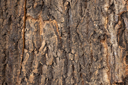 Cork Background for Mojave Reptile Lounge