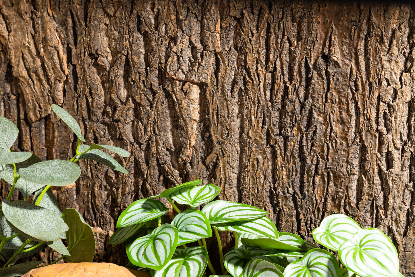 Cork Background for Mojave Reptile Lounge