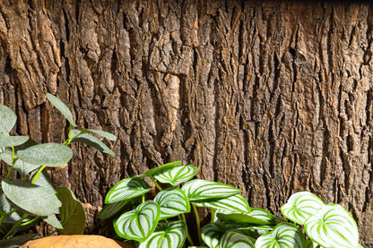 Cork Background for Mojave Reptile Lounge