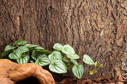 Cork Background for Mojave Reptile Lounge