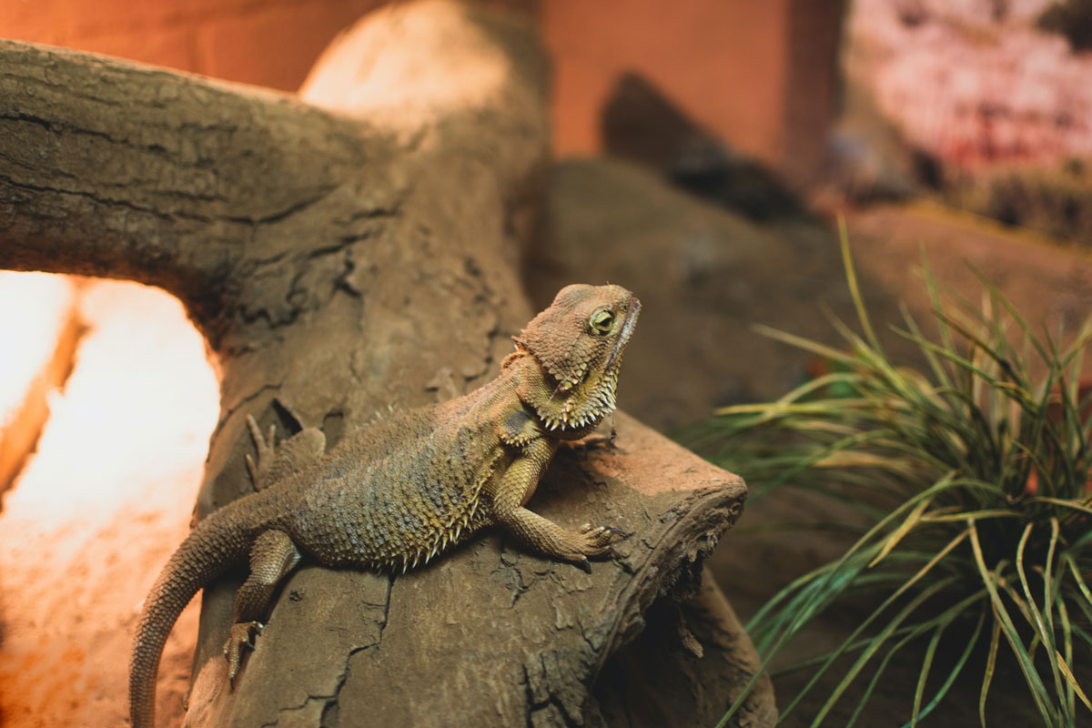 Select the Right Home for Your Reptile