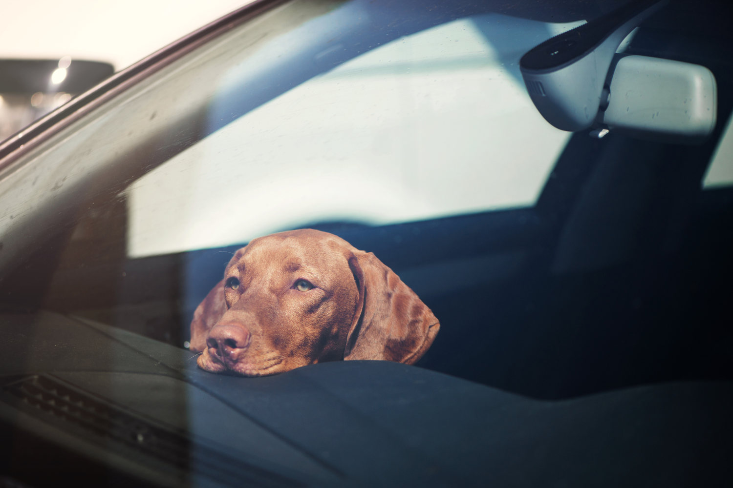 The Dangers Of Leaving Your Dog In The Car