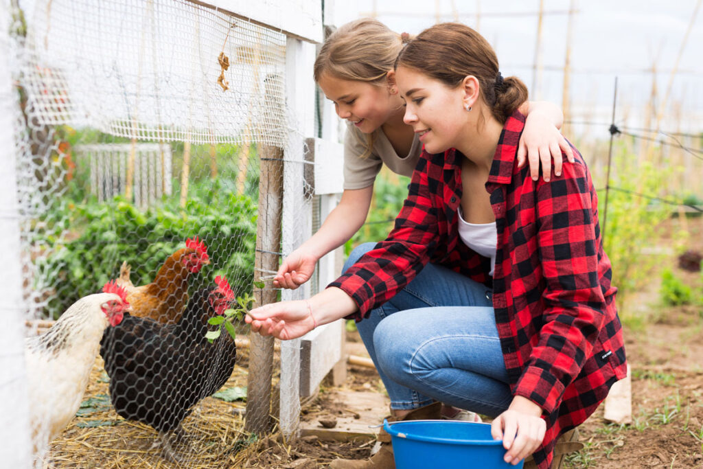 How to Care for Chickens in Cold Weather - PetHelpful